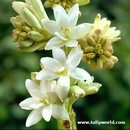 Polianthes Tuberosa